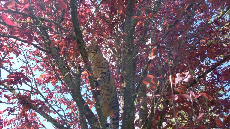 Notre chat
