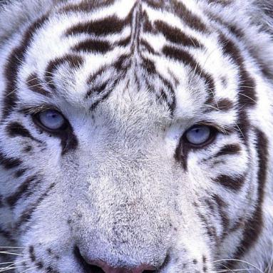 Tigre du parc zoologique Cerza à 10 min du gîte
